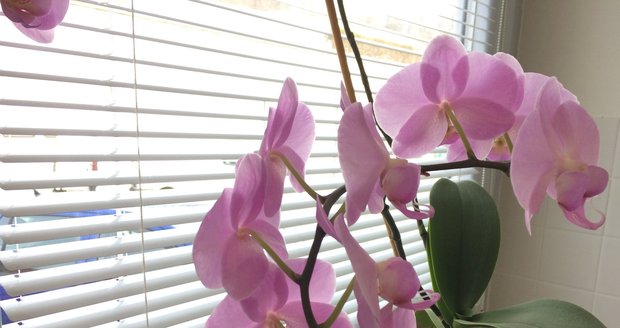 Některým orchidejím trvá až 10 let, než dorostou do konečné podoby.