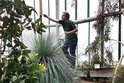Stoletou rostlinu žlutokapu šedého dokázali zahradníci z Botanické zahrady v Liberci přesvědčit, aby vydala své tajemství. Před rokem australskou květinu ručně opylili a teď sklízejí její semena.