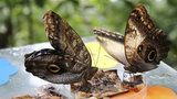 Motýl obr nebo opilec: Ve skleníku Fata Morgana to šustí motýlími křídly