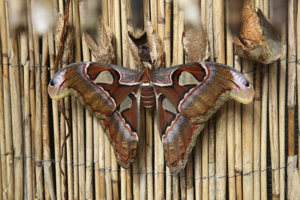 Největší motýl v botanické zahradě Attacus atlas