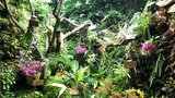 Botanická zahrada v Troji kvete i v zimě. Mezi tropy ve skleníku se prohání chameleoni a ještěrky