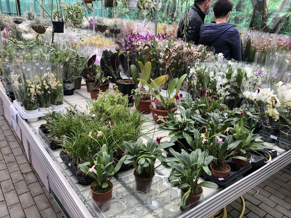 Prodej orchidejí v zázemí botanické zahrady