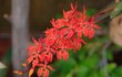 Renanthera monachica