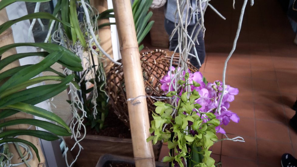 Pestrobarevné orchideje zdobí už vstup na výstavu