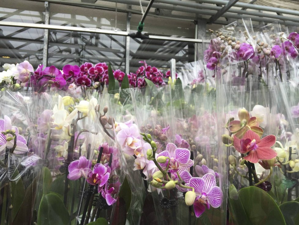 K vidění je přes tisíc druhů orchidejí.