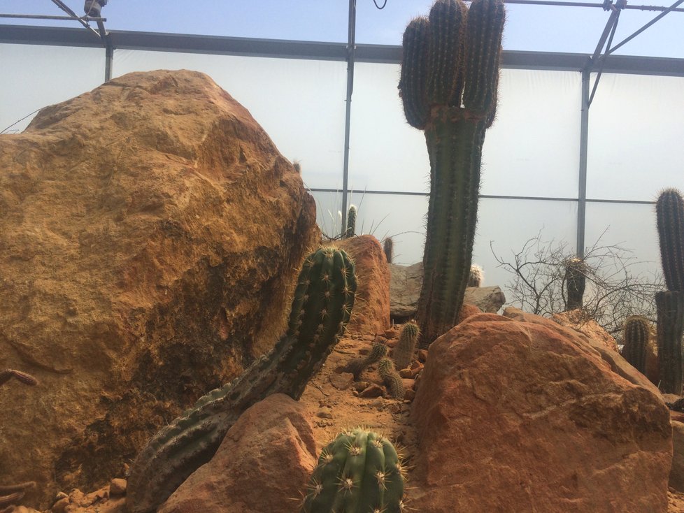 Léto v botanické zahradě patří sukulentům a kaktusům.
