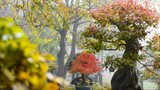 Jako v pohádce: 1000 a 1 odstín podzimu v pražské botanické zahradě