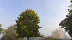 Podzim v Botanické zahradě hl. m. Prahy hraje všemi barvami. (17. říjen 2022)