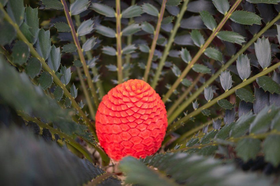 V botanické zahradě v pražské Troji se na dvacetiletém cykasu druhu Encephalartos ferox poprvé vytvořila oranžově zbarvená šištice. Jedná se o kurátorský úspěch.