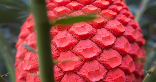 V botanické zahradě v pražské Troji se na dvacetiletém cykasu druhu Encephalartos ferox poprvé vytvořila oranžově zbarvená šištice. Jedná se o kurátorský úspěch.