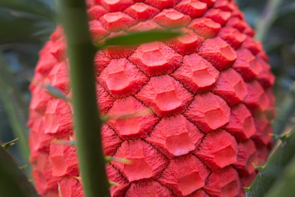 V botanické zahradě v pražské Troji se na dvacetiletém cykasu druhu Encephalartos ferox poprvé vytvořila oranžově zbarvená šištice. Jedná se o kurátorský úspěch.