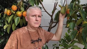 Citrusář Roman Prát u vzrostlého kaki, krásné plody lze vypěstovat běžně na zahrádce.