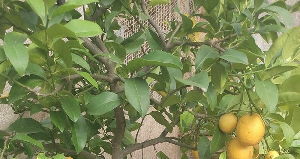 Citrus Wolkameriana - hybridní citrus pěstovaný pro jedné ovoce. Potřebuje teploty nad 10 °C.