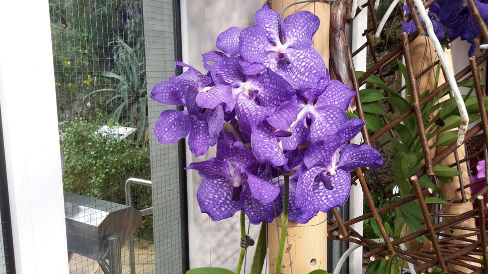 Orchidej umí svádět barvou.
