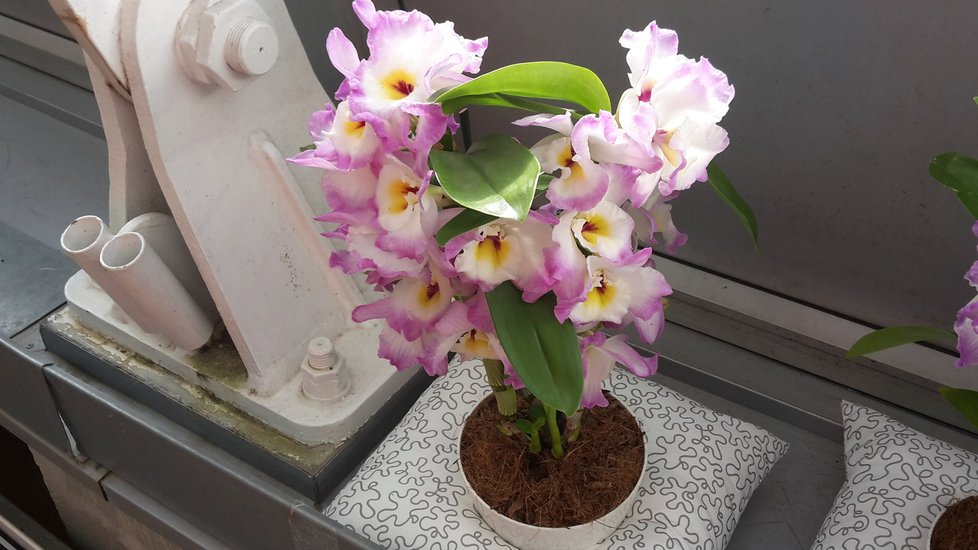 Orchideje je možné v botanické zahradě spatřit na různých místech.