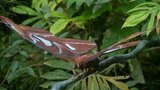 Pestrá elegance na křídlech: Tisíce motýlů se opět nastěhovaly do Botanické zahrady, nejmenší měří přes centimetr