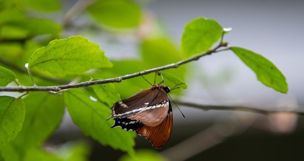 Výstava exotických motýlů v Botanické zahradě v Troji. (duben 2022)