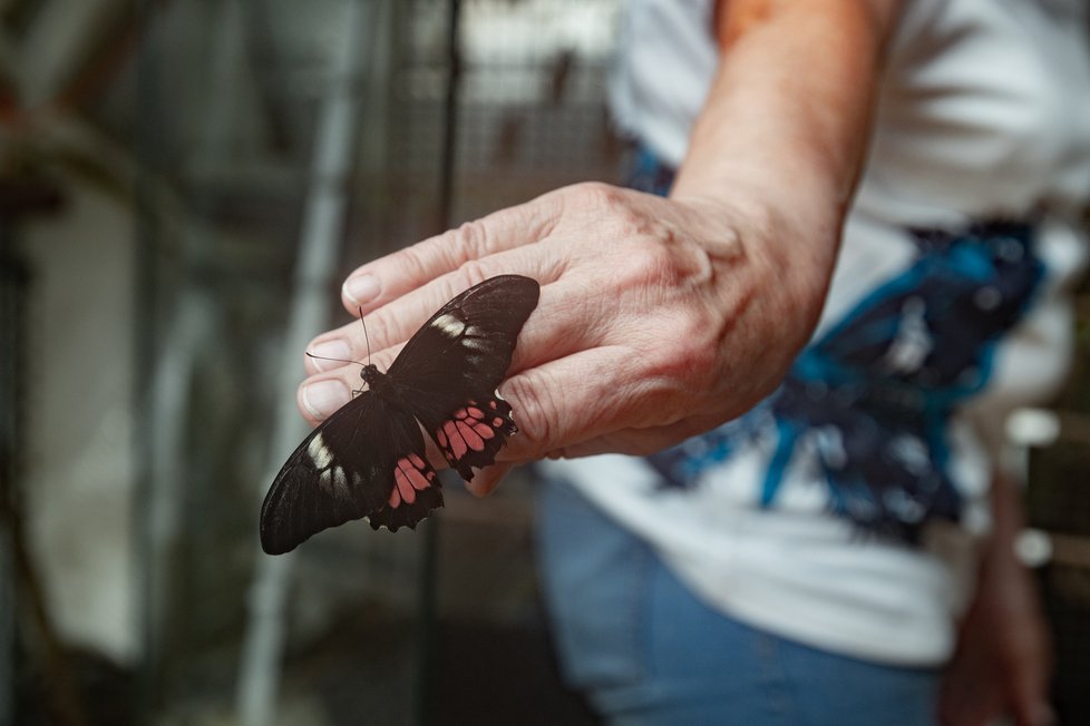 Výstava exotických motýlů v Botanické zahradě v Troji. (duben 2022)
