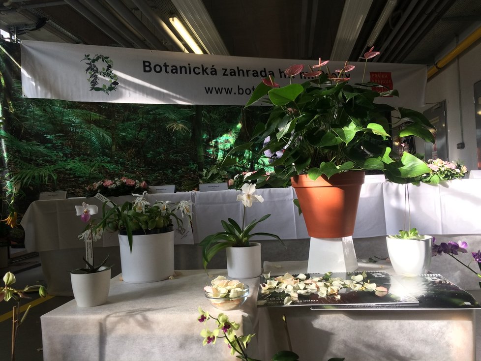 Botanická zahrada hl. m. představila svůj program na rok 2020.