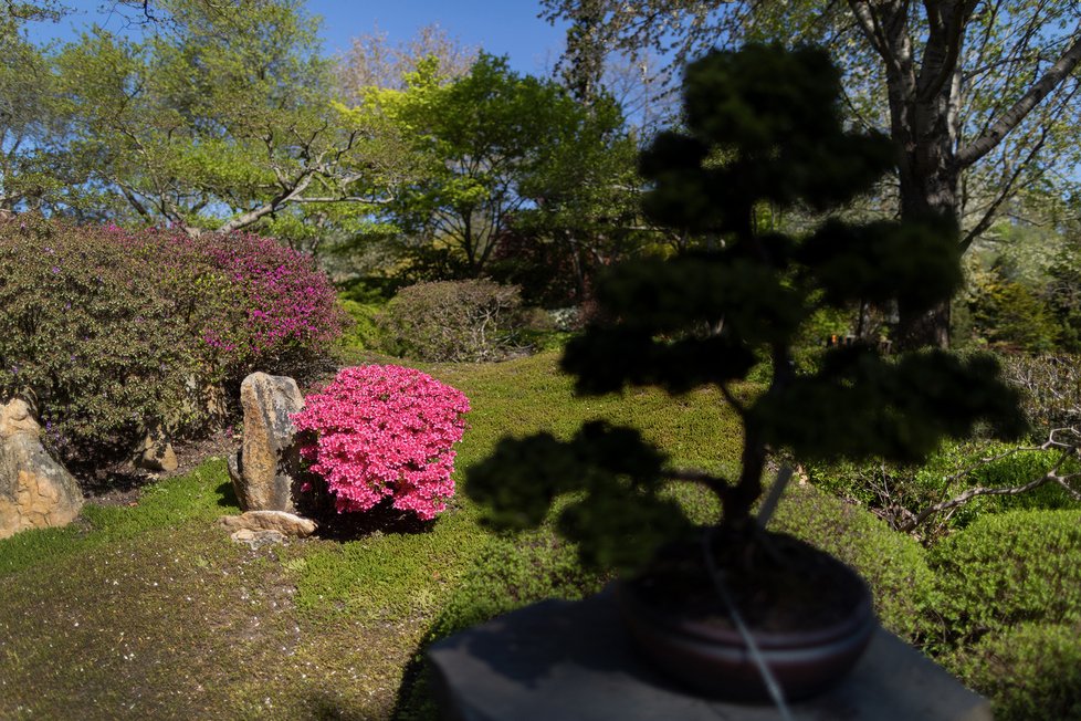 Květen 2020: Japonská zahrada v trojské botanické zahradě.