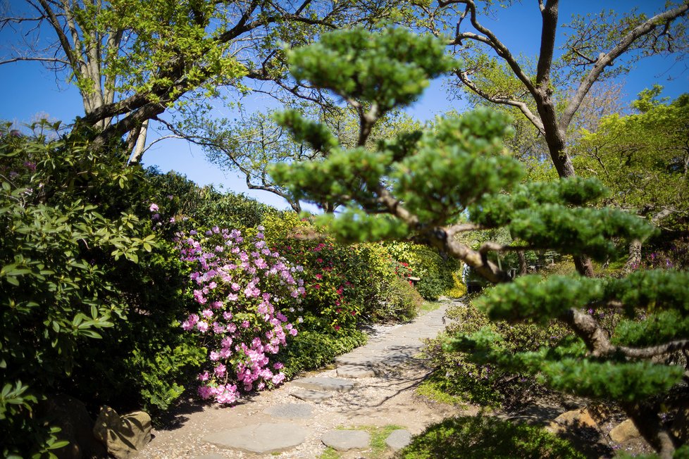 Květen 2020: Japonská zahrada v trojské botanické zahradě.