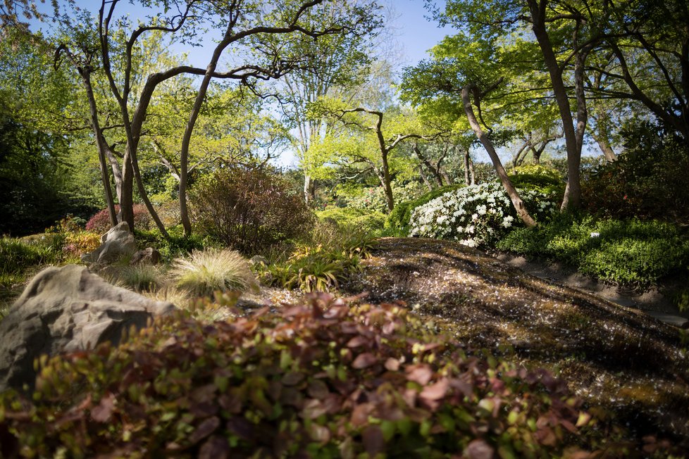 Květen 2020: Japonská zahrada v trojské botanické zahradě.