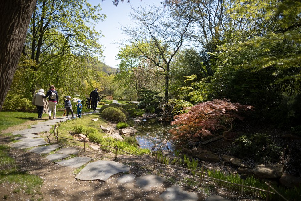 Květen 2020: Japonská zahrada v trojské botanické zahradě.