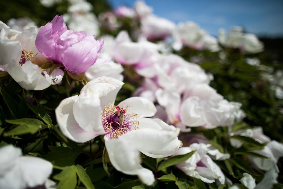 Botanická zahrada Troja: Tyhle krásy bude mít nový majitel takřka za humny.