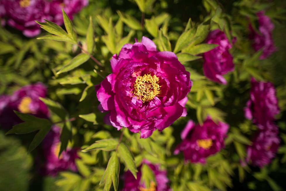 Botanická zahrada Troja: Tyhle krásy bude mít nový majitel takřka za humny.