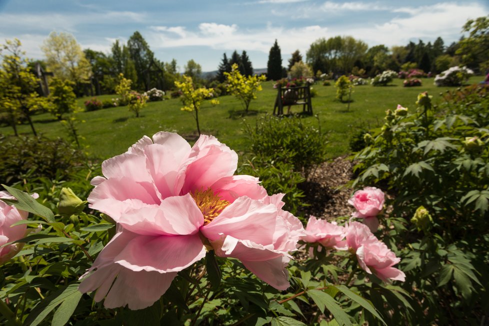 Květen 2020: Takhle vypadá jaro v trojské botanické zahradě.