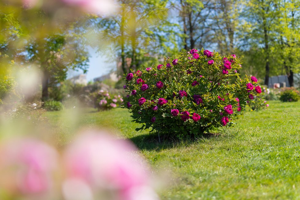 Botanická zahrada Troja: Tyhle krásy bude mít nový majitel takřka za humny.