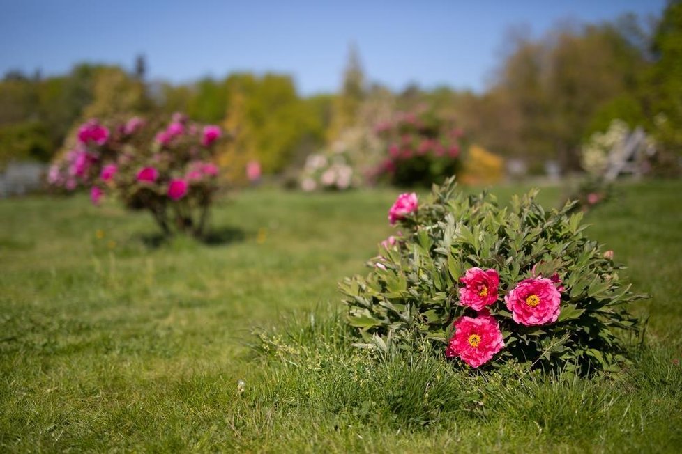 Květen 2020: Takhle vypadá jaro v trojské botanické zahradě.