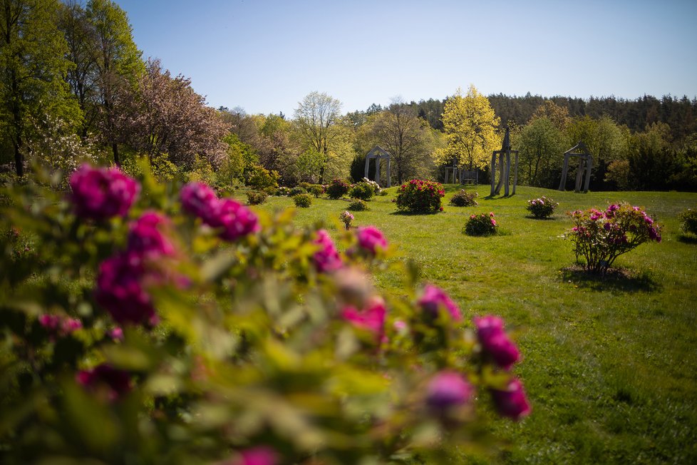 Květen 2020: Takhle vypadá jaro v trojské botanické zahradě.