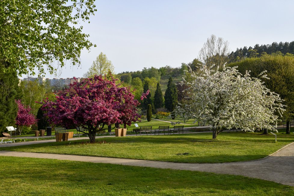 Botanická zahrada v Troji musela být kvůli koronaviru přes měsíc zavřená. V takovém pestrobarevném rozpoložení přivítala po znovuotevření první návštěvníky.