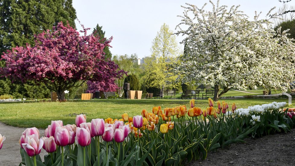 Botanická zahrada v Troji musela být kvůli koronaviru přes měsíc zavřená. V takovém pestrobarevném rozpoložení přivítala po znovuotevření první návštěvníky.