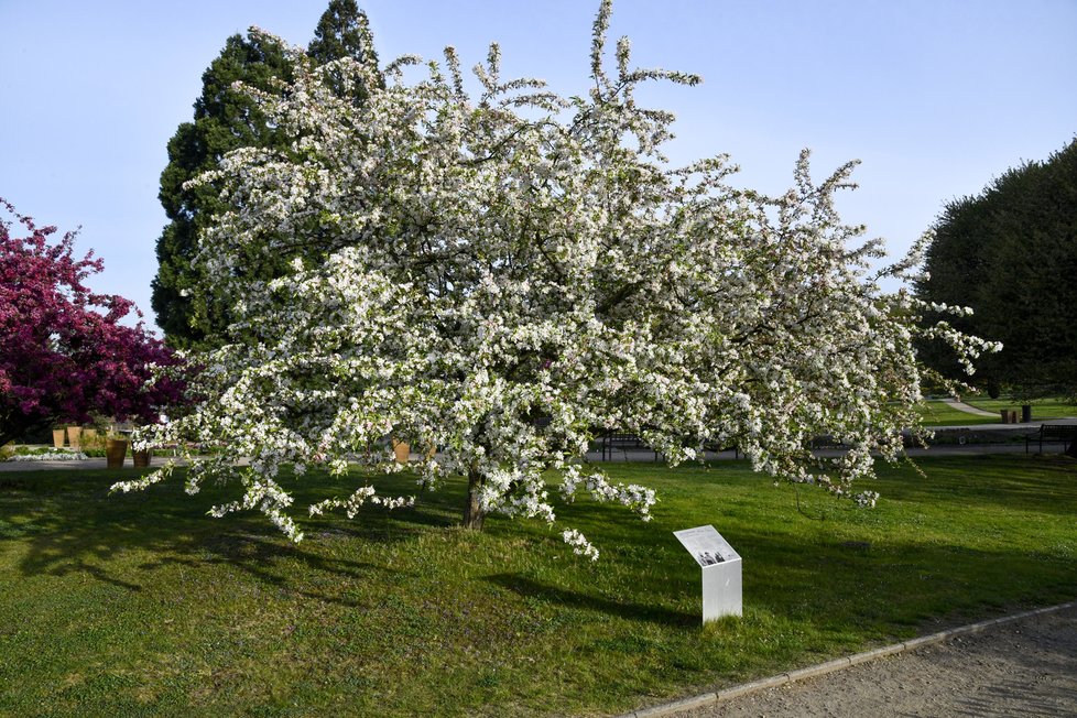 Botanická zahrada Troja: Tyhle krásy bude mít nový majitel takřka za humny.