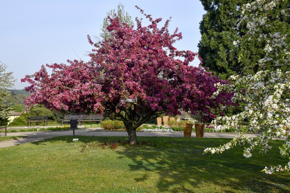 Botanická zahrada Troja: Tyhle krásy bude mít nový majitel takřka za humny.