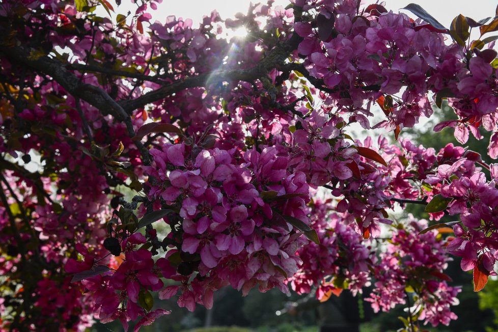 Botanická zahrada Troja: Tyhle krásy bude mít nový majitel takřka za humny.