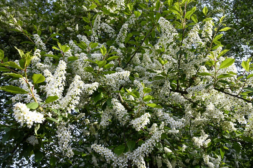 Botanická zahrada v Troji musela být kvůli koronaviru přes měsíc zavřená. V takovém pestrobarevném rozpoložení přivítala po znovuotevření první návštěvníky.