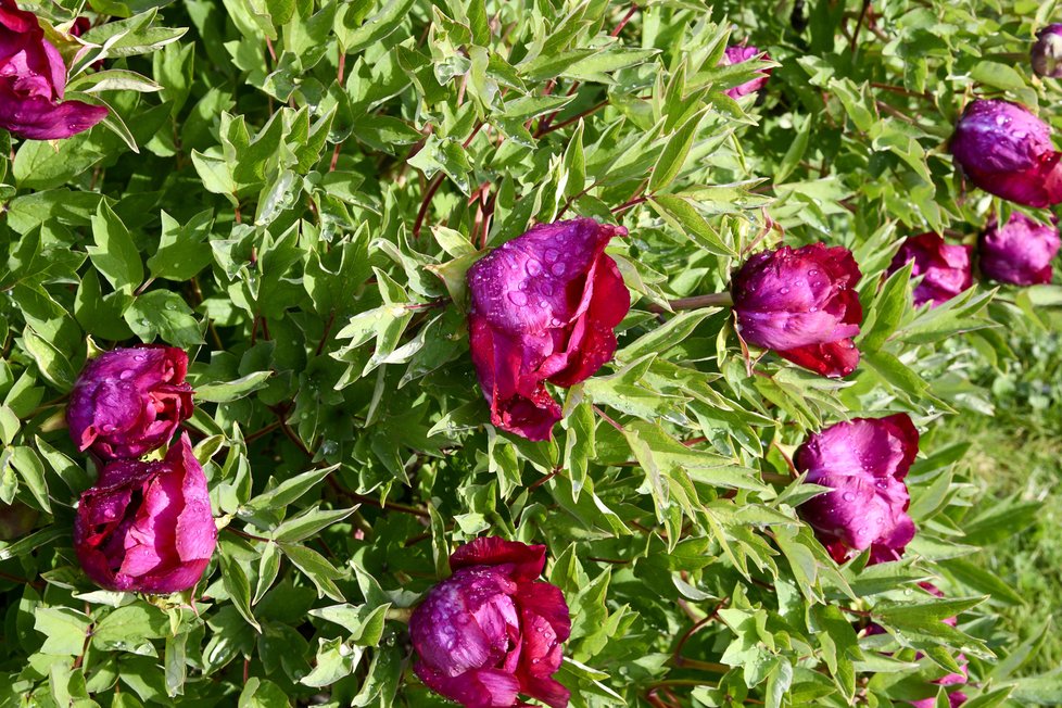 Botanická zahrada Troja: Tyhle krásy bude mít nový majitel takřka za humny.