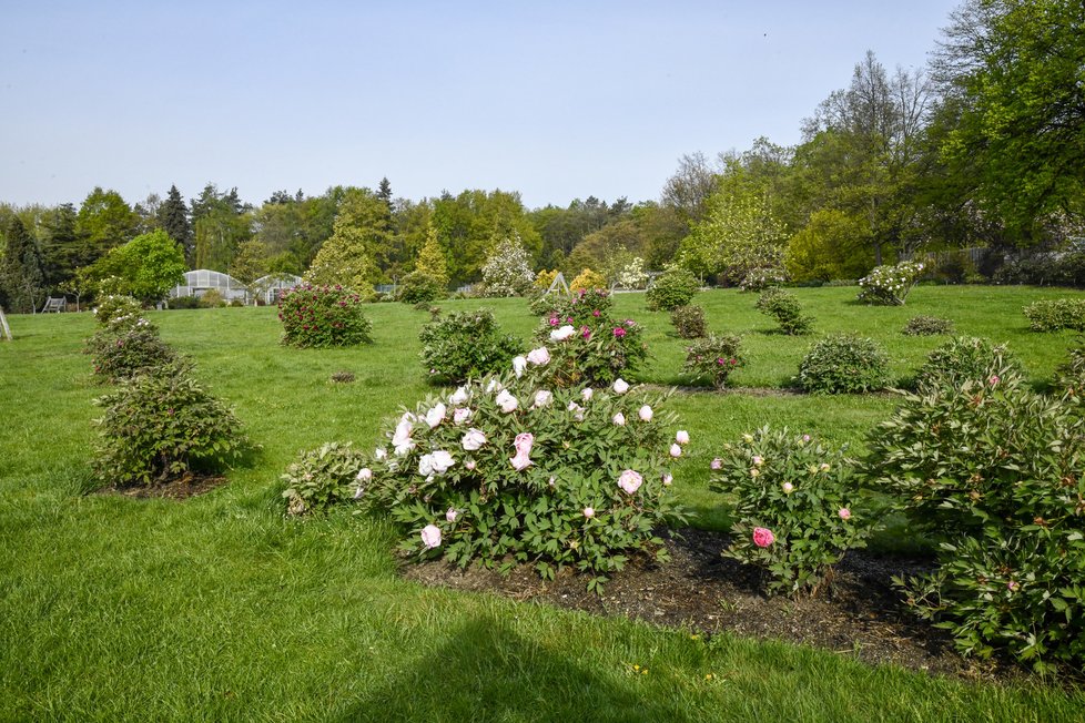 Botanická zahrada hl. m. Prahy na jaře hraje všemi barvami.