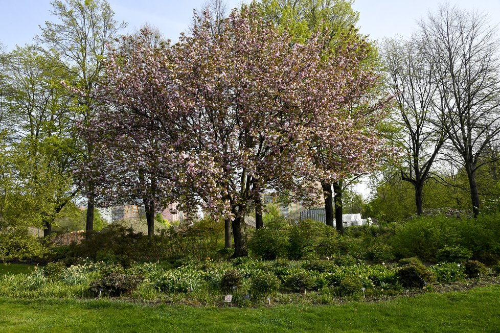 Botanická zahrada Troja: Tyhle krásy bude mít nový majitel takřka za humny.