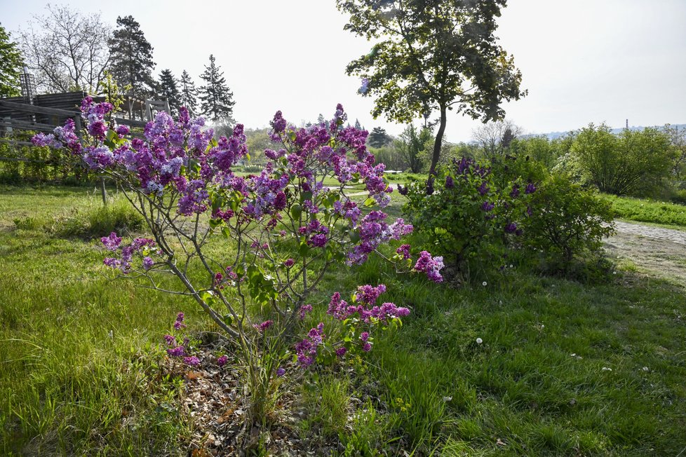 Záhony, keříky a stromy - vše je teď v botanické zahradě doslova v rozkvětu.