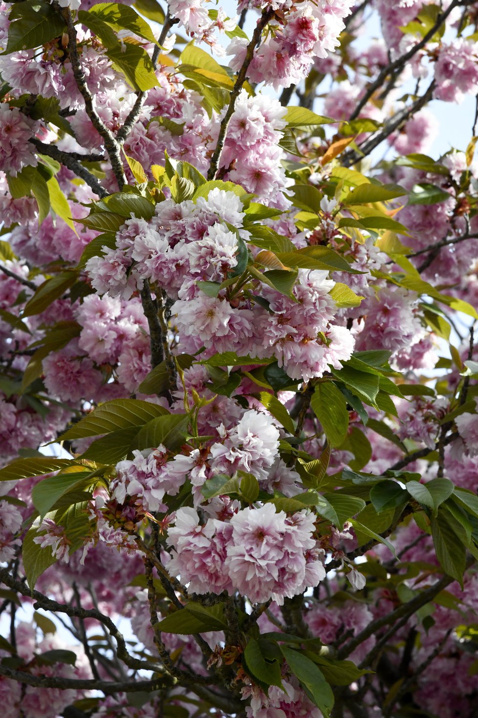 Botanická zahrada Troja: Tyhle krásy bude mít nový majitel takřka za humny.