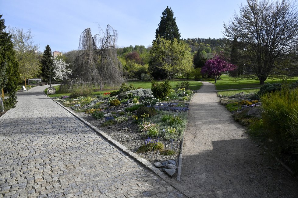 Za první týden po znovuotevření venkovních expozic botanické zahrady ji podle ředitele Černého navštívilo přes 8 tisíc návštěvníků.