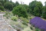 Léto v Botanické zahradě hl. m. v Praze-Troji hraje díky vykvetlým levandulím fialovými barvami.