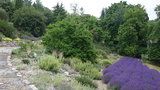Levandulový ráj v botanické zahradě v Troji: Fialové lány kvetou ve sklenících i venku