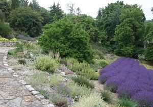 Léto v Botanické zahradě hl. m. v Praze-Troji hraje díky vykvetlým levandulím fialovými barvami.