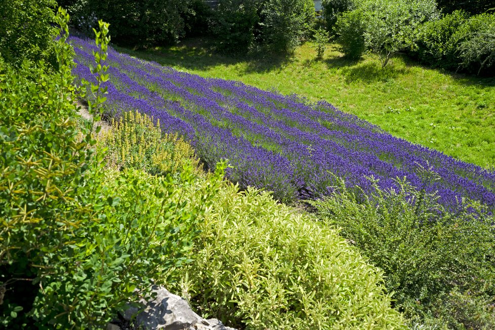 Léto v Botanické zahradě hl. m. v Praze-Troji hraje díky vykvetlým levandulým fialovými barvami.