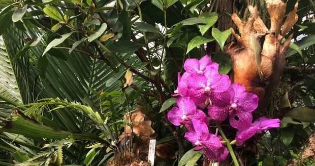 Botanická zahrada v Praze zahájí výstavu orchidejí ve skleníku Fata Morgana.